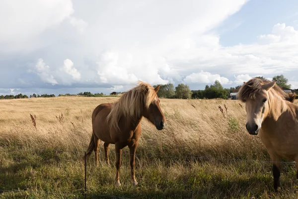 デンマークの馬 — ストック写真