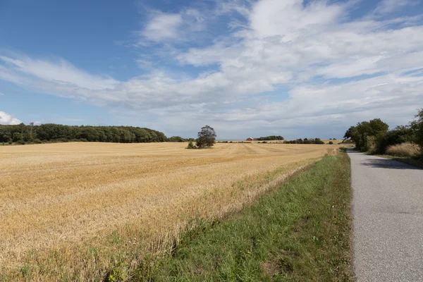 Stoppelfeldbagenkop — Stockfoto