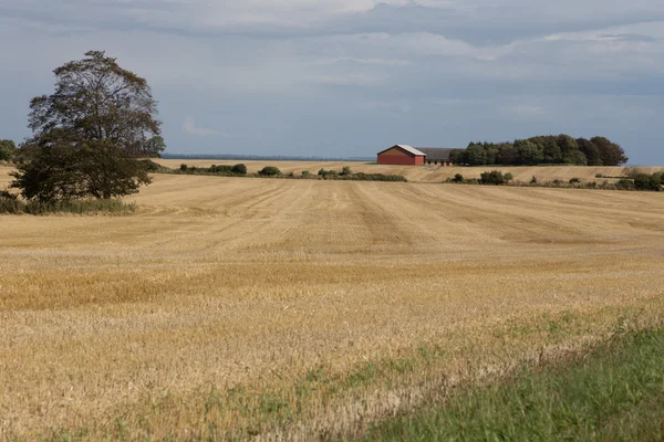 穀物畑の農場 — ストック写真