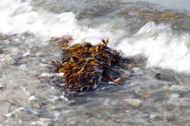 Deniz yosunu ile plaj