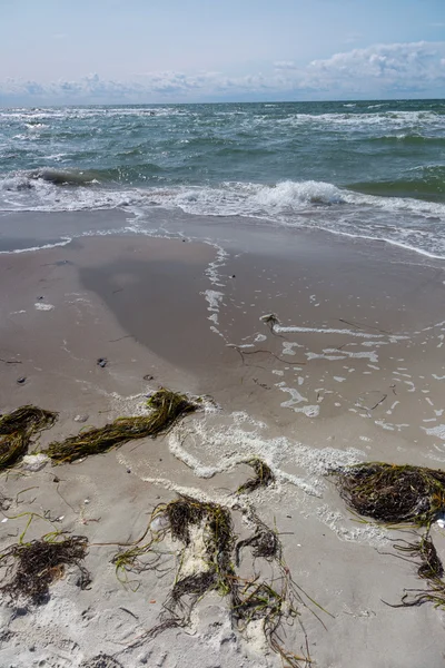 Zeewier op het strand — Stockfoto