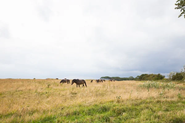 Дикие лошади в загоне — стоковое фото