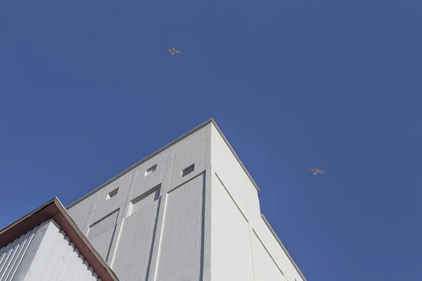 Möwen auf dem Silo — Stockfoto