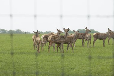 geyik yetiştiriciliği