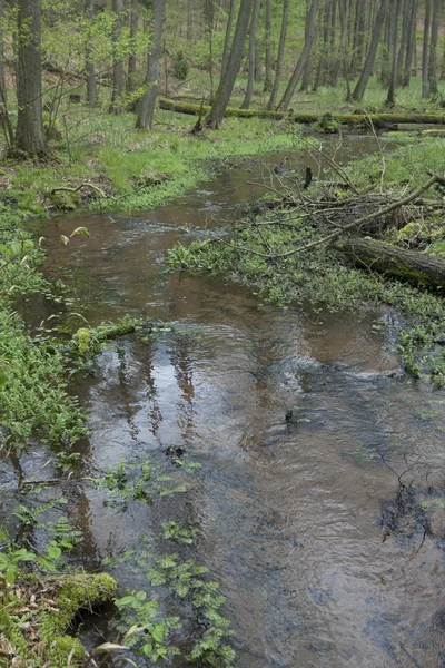 Erdei patak Schlaube — Stock Fotó