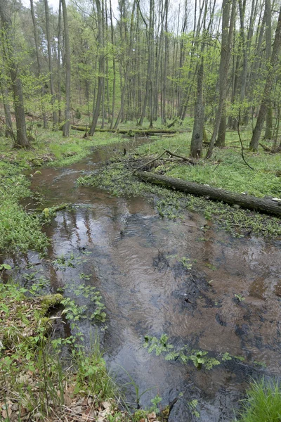 Schlaube az erdő — Stock Fotó