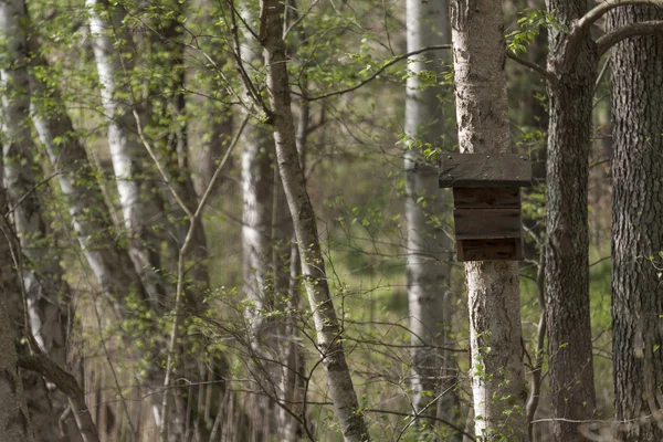 Vogelhaus auf Birke — Stockfoto