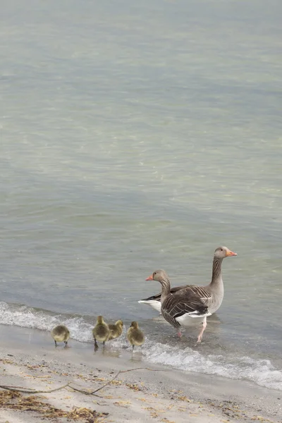 Pareja de gansos con goslings —  Fotos de Stock