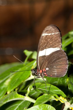 Yaprağın üzerinde kelebek