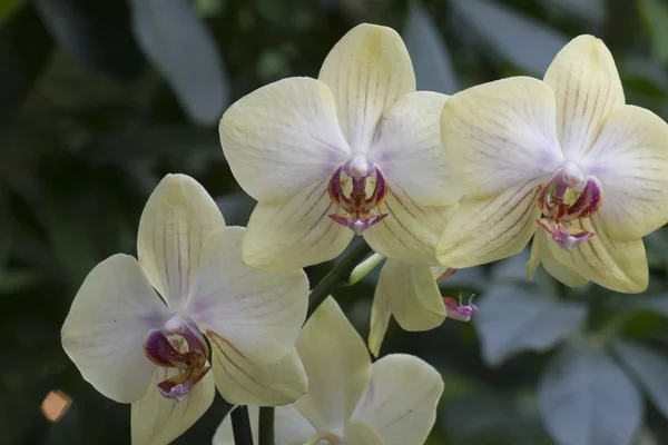 Tre orkidé blommor — Stockfoto