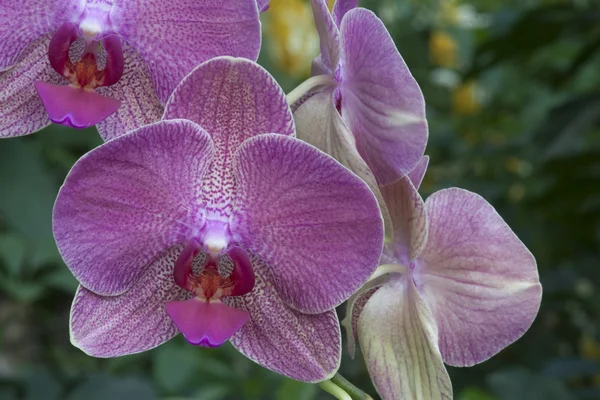 Fläckiga pink orchid — Stockfoto