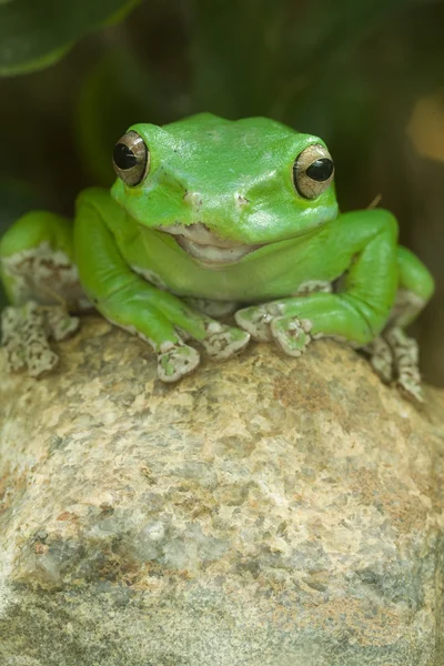 Grüner Frosch auf Stein — Stockfoto
