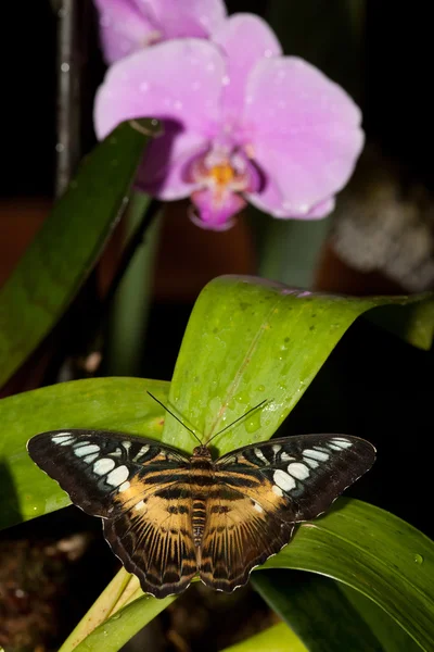 Farfalla e orchidea — Foto Stock