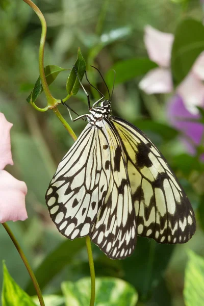 Zwart-wit vlinder — Stockfoto