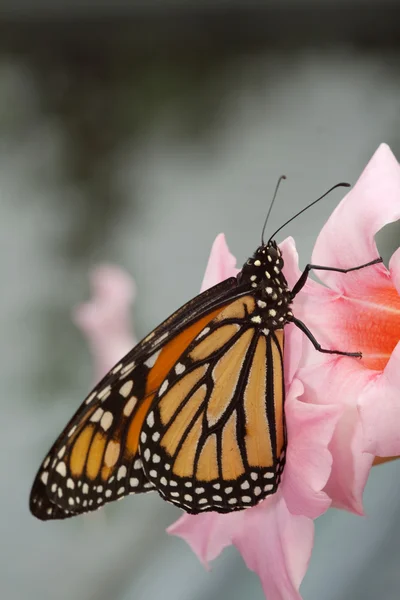 Farfalla maculata arancione — Foto Stock