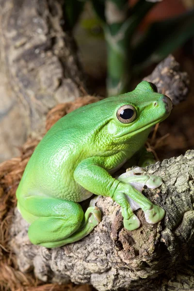 Rana gialla verde — Foto Stock