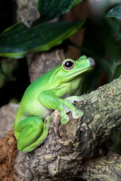 Уважний жаба — стокове фото