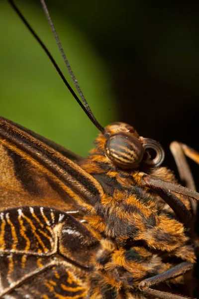 Bruine vlinder — Stockfoto