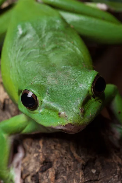 Зелене дерево жаба крупним планом — стокове фото