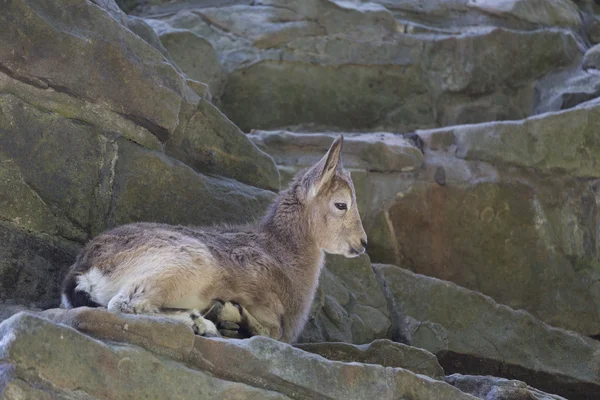 Jeune chèvre dans la roche — Photo