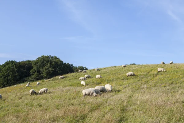 Moutons sur une colline — Photo