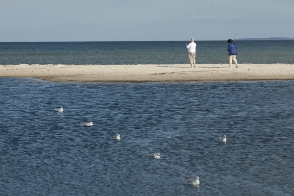 Gulls triangle — Stock Photo, Image