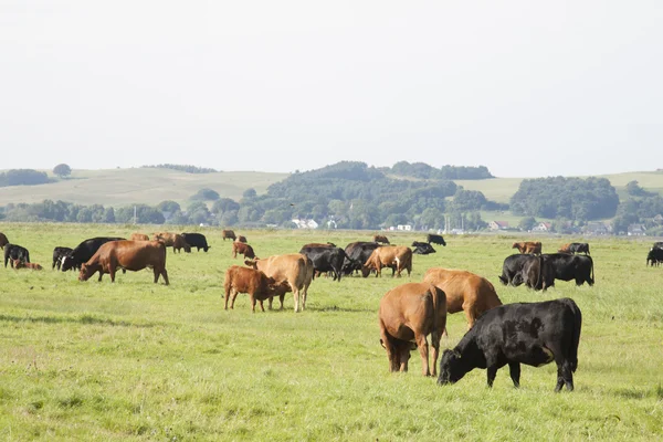 Стадо скота в Цикере — стоковое фото