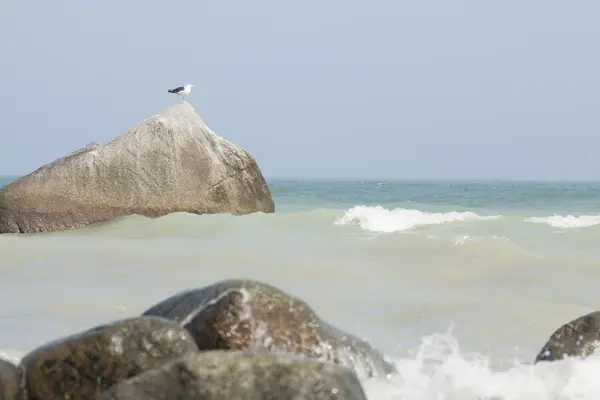 Gaivota na rocha — Fotografia de Stock