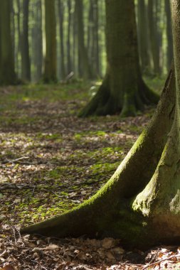 Ağaç gövdesi ayak