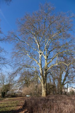 büyük kayın glienicker boynuz