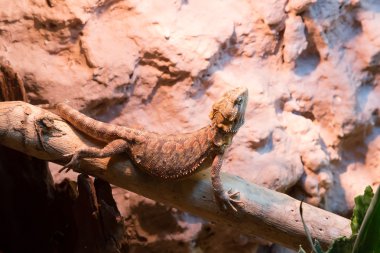 Bearded Dragon in terrarium