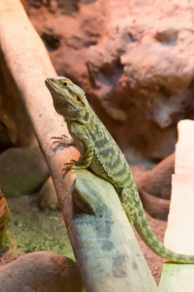 Bearded dragon on the branch — Stock Photo, Image