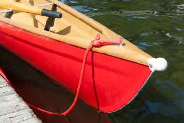 Burnu kırmızı yay