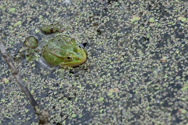 池でヒキガエル — ストック写真