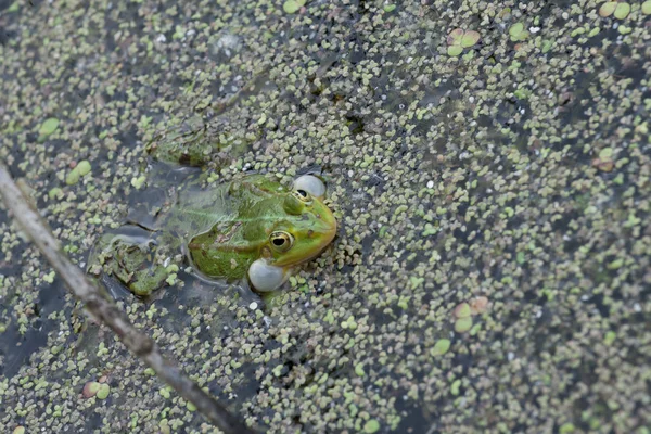 Zitterfrosch — Stockfoto