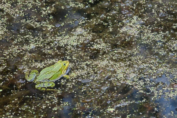 Froschteich — Stockfoto