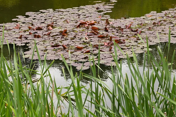 Водяные лилии на пруду — стоковое фото
