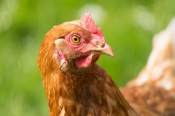 Kopf eines Huhns — Stockfoto