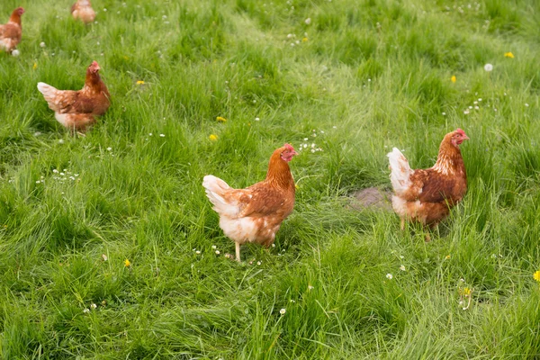 Hühner auf der Weide — Stockfoto