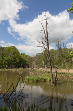 Suda çıplak ağaç