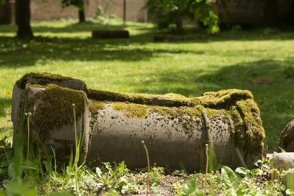 Mossbeklädda kolumn — Stockfoto