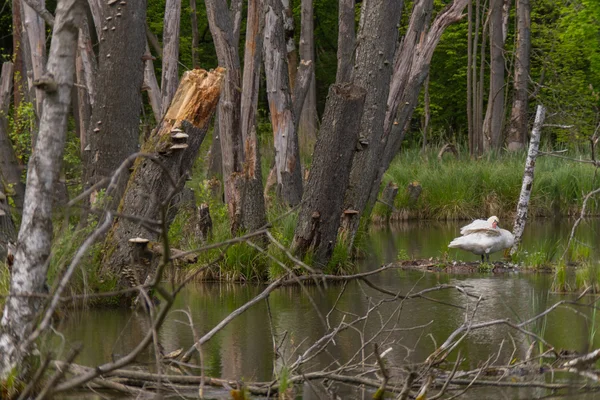 Isla de los cisnes — Foto de Stock