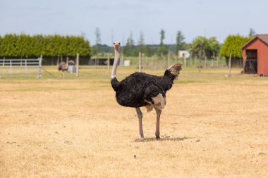 Çiftlikte devekuşu