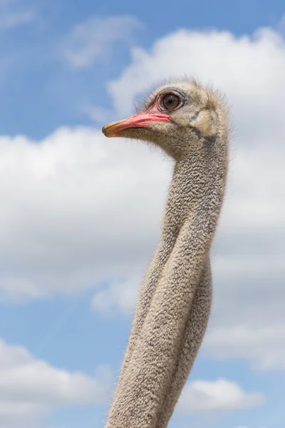 Ostrich head and neck — Stock Photo, Image