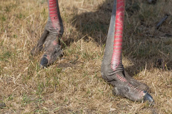 Στρουθοκάμηλος πόδια — Φωτογραφία Αρχείου