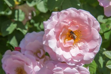 köylü gül ve arı