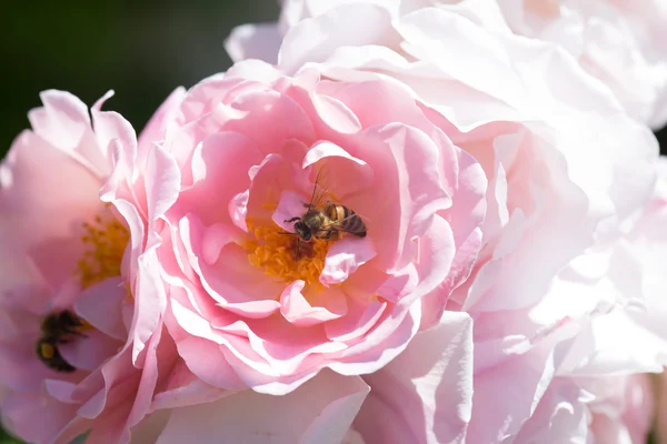Peasant rose with bee — Stock Photo, Image