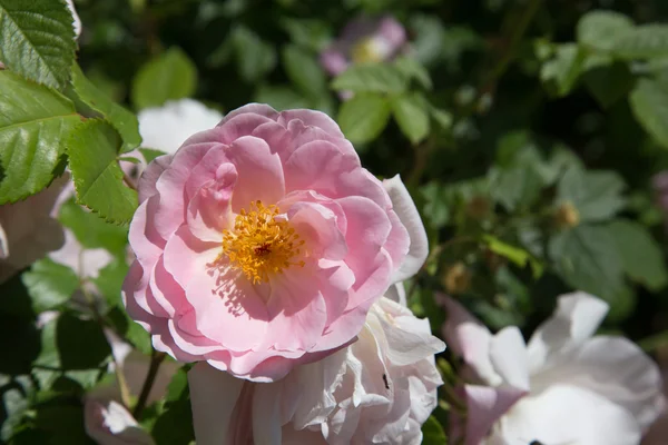 Pink peasant rose — Stock Photo, Image