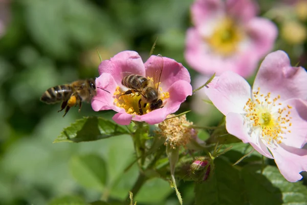 Bee on approach — Stock Photo, Image