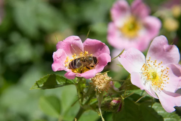 Small Peasant rose with bee — Stock Photo, Image